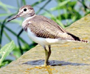 Arrival of foreign visitors to Wardha river water reservoir | वर्धा नदी जलाशयावर होणार विदेशी पाहुण्यांचे आगमन