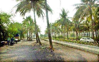 Environmental persuasion to cut trees today | झाडे तोडण्यासाठी आता पर्यावरणप्रेमीच आग्रही Environmental persuasion to cut trees today | झाडे तोडण्यासाठी आता पर्यावरणप्रेमीच आग्रही