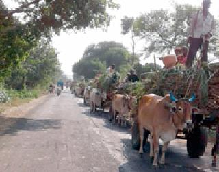 Departure to sugarcane plant ... | ऊस कारखान्याकडे रवाना...