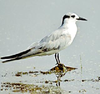 Chhatri lake is the bird's colorful ...! | छत्री तलाव ठरतोय पक्ष्यांची पंढरी...!