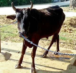 Blunt, stupid livestock crisis | तोंडखुरी, पायखुरीने पशुधन संकटात Blunt, stupid livestock crisis | तोंडखुरी, पायखुरीने पशुधन संकटात