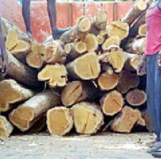 Tasar Sheikh Chand to the forest department | तस्कर शेख चाँद वनविभागाला शरण Tasar Sheikh Chand to the forest department | तस्कर शेख चाँद वनविभागाला शरण