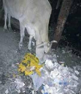 Cows milk nectar poison? | गाईचे दूध अमृत की विष ?