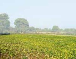 The victims of the nature of the victims were shocked | निसर्गाच्या दुष्टचक्रात बळीराजा होरपळला The victims of the nature of the victims were shocked | निसर्गाच्या दुष्टचक्रात बळीराजा होरपळला
