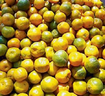 Paradise of Vidarbha Orange Manufacturers | विदर्भातील संत्रा उत्पादकांची परवड Paradise of Vidarbha Orange Manufacturers | विदर्भातील संत्रा उत्पादकांची परवड