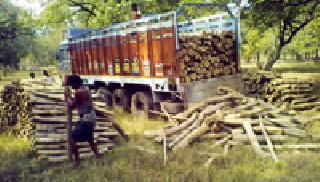 Three trucks seized along with valuable sea-wood | मौल्यवान सागवान लाकडांसह तीन ट्रक जप्त Three trucks seized along with valuable sea-wood | मौल्यवान सागवान लाकडांसह तीन ट्रक जप्त