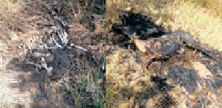 Hunting the animals in the tricolor | चोरखमाऱ्यात श्वापदांची शिकार