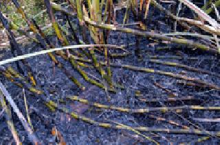 Burn three to three acres of sugarcane | साडेतीन एकरातील ऊस जळाला Burn three to three acres of sugarcane | साडेतीन एकरातील ऊस जळाला