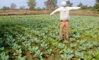 Crop protection: | पिकाची राखण : Crop protection: | पिकाची राखण :
