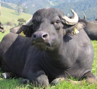 A donation of 2.5 crores to the BJP from the buffalo meat company | म्हशीच्या मांसाची निर्यात करणा-या कंपनीकडून भाजपाला २.५ कोटी रुपयांची देणगी A donation of 2.5 crores to the BJP from the buffalo meat company | म्हशीच्या मांसाची निर्यात करणा-या कंपनीकडून भाजपाला २.५ कोटी रुपयांची देणगी