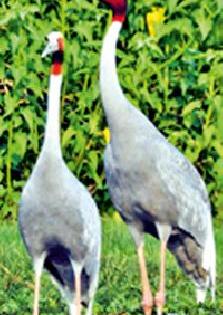 Ending the confusion of 'Stork Festival' | ‘सारस फेस्टीवल’चा गोंधळ संपता संपेना Ending the confusion of 'Stork Festival' | ‘सारस फेस्टीवल’चा गोंधळ संपता संपेना