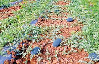 Farmer farmer farmed in Fulvale Tivasa | खान्देशातील शेतकऱ्याने फुलविली तिवसा येथे शेती Farmer farmer farmed in Fulvale Tivasa | खान्देशातील शेतकऱ्याने फुलविली तिवसा येथे शेती