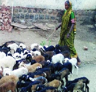 The shepherds of the town stay at Vikramgad | नगरच्या मेंढपाळांचा विक्रमगडमध्ये मुक्काम