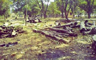 Poor wood waste: | मौल्यवान लाकूड निरुपयोगी : Poor wood waste: | मौल्यवान लाकूड निरुपयोगी :