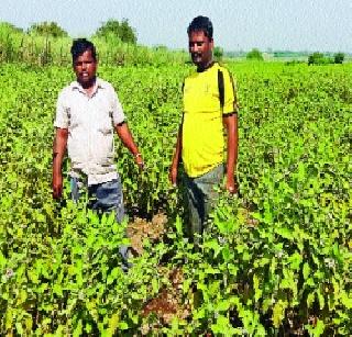 Successful cultivation of yangas by overcoming the drought | दुष्काळावर मात करून वांग्याची यशस्वी लागवड