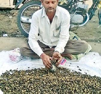 Many people employed in gram flour | चना हुरड्याने दिला अनेकांना रोजगार Many people employed in gram flour | चना हुरड्याने दिला अनेकांना रोजगार