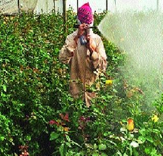 Gambling growers | गुलाब उत्पादकांची लगबग Gambling growers | गुलाब उत्पादकांची लगबग