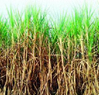 Disposal of sugarcane | आडसाली उसाच्या तोडी लांबल्या