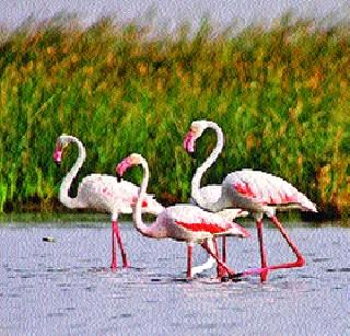 Text of migratory birds in Vidarbha | स्थलांतरित पक्ष्यांची विदर्भाकडे पाठ