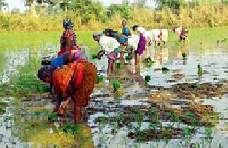 This year due to lack of heat, half of the summer paddy | ओलिताअभावी यंदा उन्हाळी धानपीक निम्म्यावर This year due to lack of heat, half of the summer paddy | ओलिताअभावी यंदा उन्हाळी धानपीक निम्म्यावर