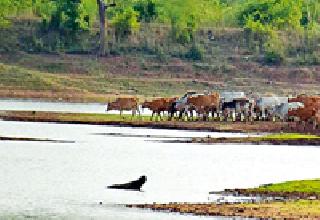 The repair of Mama lakes will brighten the fate of irrigation | मामा तलावांच्या दुरूस्तीने सिंचनाचे भाग्य उजळणार The repair of Mama lakes will brighten the fate of irrigation | मामा तलावांच्या दुरूस्तीने सिंचनाचे भाग्य उजळणार