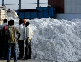 The hope of a boom in the cotton production of the farmers has declined | कापूस उत्पादक शेतकऱ्यांची भाववाढीची आशा मावळली The hope of a boom in the cotton production of the farmers has declined | कापूस उत्पादक शेतकऱ्यांची भाववाढीची आशा मावळली