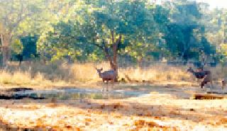 Nilgai waterfall ... | नीलगाई पाणवठ्यावर... Nilgai waterfall ... | नीलगाई पाणवठ्यावर...