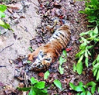 Mysterious death of four tigers | वाघांच्या चार बछड्यांचा गूढ मृत्यू