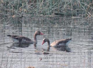 63 migratory birds located in the Sinhora dam | सिंभोरा धरणस्थळी ६३ स्थलांतरित पक्षी