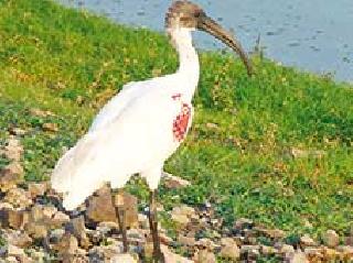 When the birds come from Maheri .. | पक्षी माहेरी येतात, तेव्हा..