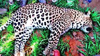 Leopard killed | बिबट्या ठार