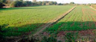 Rabi crops in 41 thousand hectares risk | ४१ हजार हेक्टरमधील रबी पिके धोक्यात