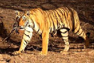 Tiger, leopard death near Nagpur | नागपूरजवळ वाघ, बिबट्याचा मृत्यू Tiger, leopard death near Nagpur | नागपूरजवळ वाघ, बिबट्याचा मृत्यू