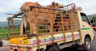 Animal transport certificate required | जनावरांच्या वाहतुकीस प्रमाणपत्र आवश्यक