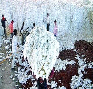 400 crores guarantee for cotton | कापसासाठी ४०० कोटींची हमी 400 crores guarantee for cotton | कापसासाठी ४०० कोटींची हमी