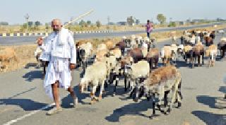 The sheep of the other states filed: | परराज्यातील मेंढ्या दाखल :