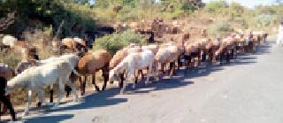 The flock of sheep go ... | मेंढ्यांचा कळप निघाला...