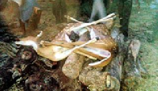 The death of two chicks by eating pesticide sprayed crop | कीटकनाशक फवारलेले पीक खाल्ल्याने दोन चितळांचा मृत्यू The death of two chicks by eating pesticide sprayed crop | कीटकनाशक फवारलेले पीक खाल्ल्याने दोन चितळांचा मृत्यू