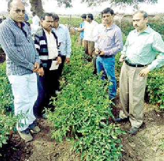 Central team to investigate kelly pepper crop | केंद्रीय चमूने केली मिरची पीक पाहणी