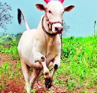 Thousands of bullocks in the day! | हजारांचा बैल दिवसात लाखावर!