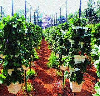 Mahabaleshwar rising strawberry without soil! | महाबळेश्वरमध्ये मातीशिवाय उगवतेय स्ट्रॉबेरी!