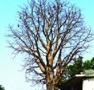 The rare Gorakh Chinchwar trees need Abhay | दुर्मीळ गोरख चिंच वृक्षांना हवे अभय