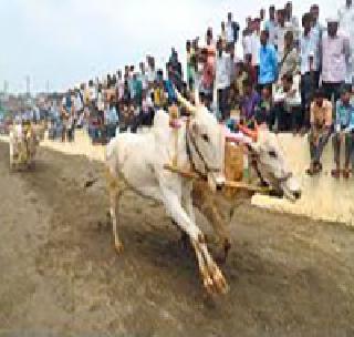 Bullock cart race banned - Supreme Court | बैलगाडी शर्यतीवर बंदी कायम - सर्वोच्च न्यायालय