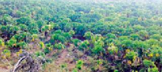 Papaya garden: | पपईची बाग : Papaya garden: | पपईची बाग :