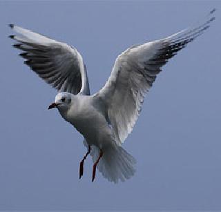 Bird counts in Maharashtra | महाराष्ट्रात पक्षी महागणना