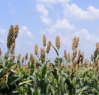 Bird feed, open water for the sorghum! | पक्ष्यांच्या चारा, पाण्यासाठी खुला केला ज्वारीचा मळा!