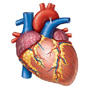 The cardiac failure of the plane did not stop | विमान न मिळाल्याने हृदयाची धडधड थांबली The cardiac failure of the plane did not stop | विमान न मिळाल्याने हृदयाची धडधड थांबली