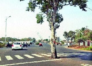 Dangerous Tree Tree at Takli Chowk Road | टाकळी चौक रस्त्यातील वृक्ष धोकादायक