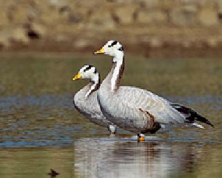 Drop of migratory birds by 25 percent | स्थलांतरित पक्ष्यांच्या संख्येत २५ टक्क्याने घट