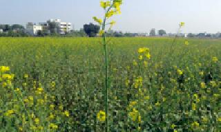 Mustard blossom ... | मोहरी फुलली...